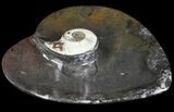 Heart Shaped Fossil Goniatite Dish #61261-1